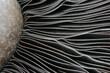 © Stacy Howell - Closeup of mushroom gills