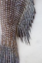 Closeup Of Fish Scales