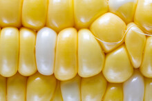 Closeup Of Corn Kernels 