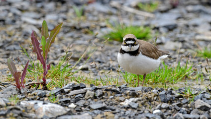 Wall Mural - Little Ringed Plover // Flußregenpfeifer (Charadrius dubius)