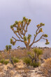 Joshua Tree National Park, CA, USA - December 30, 2012: Wide branched-out namesake tree against blueish sky, set in dry sand with Mojave Yucca cacti and dried shrub.