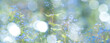 Brunnera macrophylla,  Siberian bugloss, great forget-me-not flower close up