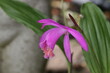 Gartenorchidee