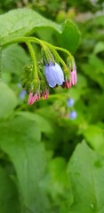 Canvas Print - The Common Comfrey (Symphytum officinale) herb. Background. 