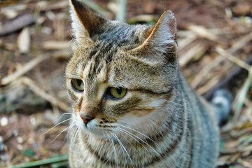 Poster - Portrait of an adorable, striped cat with sad eyes sitting on the ground