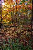 Fototapeta Na drzwi - Autumn in the forest
