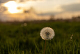 Fototapeta Dmuchawce - dandelion in the grass