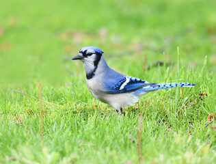 blue jay standing on the green meadow