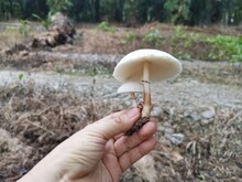 Stinking Dapperling Mushroom