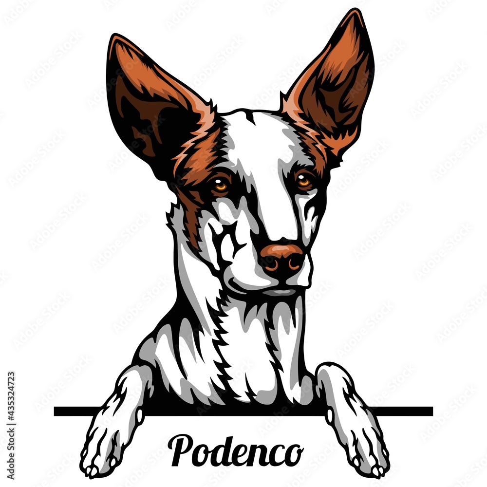 Podenco - dog breed. Color image of a dogs head isolated on a white background - obrazy, fototapety, plakaty 