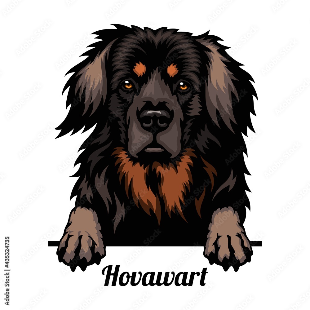 Hovawart - dog breed. Color image of a dogs head isolated on a white background - obrazy, fototapety, plakaty 