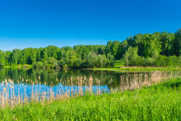 summer river or lake shore with young birch forest, clear bright blue sky, summertime sunny day landscape