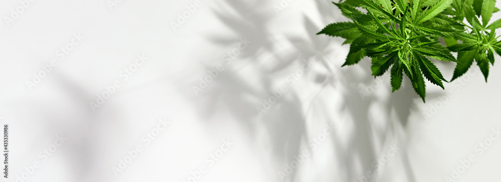 Banner with Growing organic cannabis plants. Beautiful potted marijuana plant on white background with trendy shadows - obrazy, fototapety, plakaty 