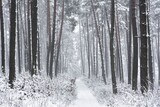 Las w zimie pokryty dużą warstwą śniegu