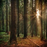 Fototapeta Na ścianę - Widok drzew w lesie - drzewa iglaste w porannym słońcu, las iglasty