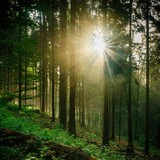 Fototapeta Fototapety na ścianę - Widok drzew w lesie - drzewa iglaste w porannym słońcu, las iglasty