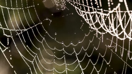 Wall Mural - close up view of spiderweb covered with morning dew drops and blured dark green background with boke