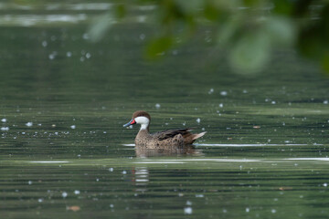 Wall Mural - White-cheeked pintail