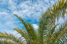 Palm Branches Close Up On A Blue Sky Background