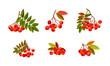 Rowan Branches with Berry Clusters and Pinnate Leaves Vector Set