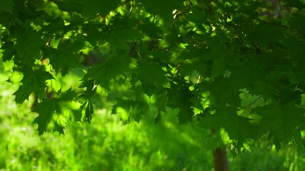 closeup view 4k stock video footage of fresh green leaves of maple tree growing outdoor in scenic sp