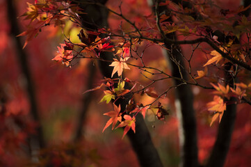 Poster - Autumn leafs of Japanese maple in sunshine day.