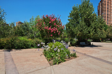 Poster - Flowers in Parque Arauco in Santiago, Chile