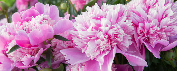 Wall Mural - pink peonies in the garden, close-up, selective focus