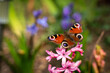Ein Schmetterling Pfauenauge  sitzt auf einer Blume