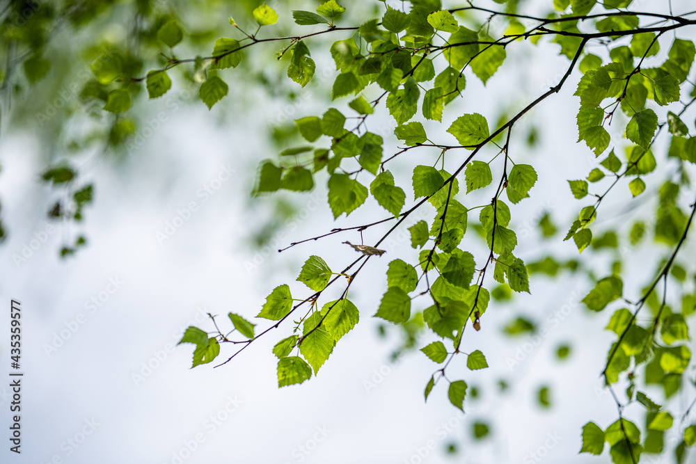 Birch branches and leaves against the sky. Forest natural background. - obrazy, fototapety, plakaty 