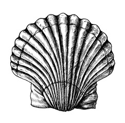 Wall Mural - Hand drawn scallop saltwater clams