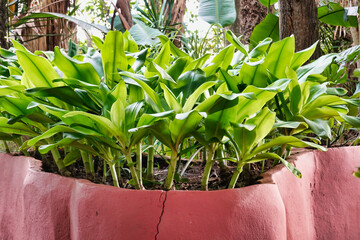 Sticker - Beautiful view of green plants on a pink plant box