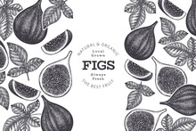 Hand Drawn Fig Fruits Design Template. Organic Fresh Food Vector Illustration. Retro Fig Fruit Banner.
