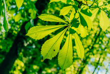 Green Leaves Of A Chestnut On A Branch, Blue Sky In The Background
