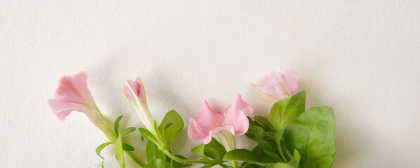 Wall Mural - delicate pink flowers on a light background, space for text