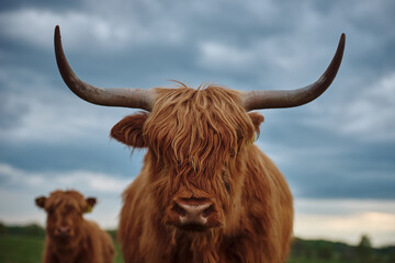 Wall Mural - Front Portrait of a Highland Cattle