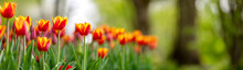 Tulips In Flower Beds In The Park In Spring