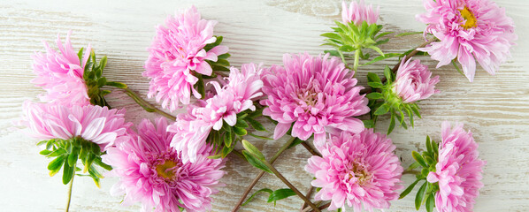 Wall Mural - pink asters on pale blue denim background close up