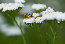 Bee In Yellow Pollen On A Background Of White Flowers. White Wild Flower Achillea Millefolium And Wild Bee. Honey Bee Collects Nectar On Yarrow Flowers. Close-up, Bokeh, Natural Background