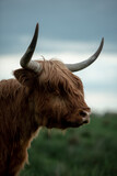 Bydło highland szkocka krowa z dużymi rogami portret 