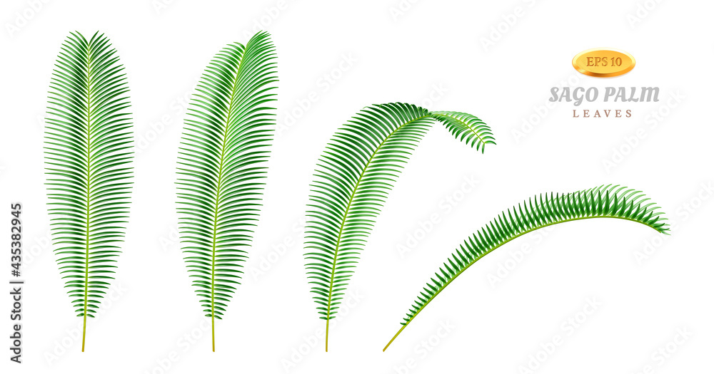 Leaves of sago palm plant tree, isolated foliage in different positions and sides. Tropical flowers and exotic plants, shrubs or bushes. Bend and straight flora view. Realistic 3d cartoon vector - obrazy, fototapety, plakaty 