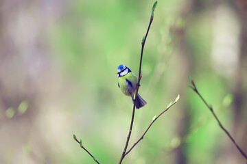 Wall Mural - spring bird on a branch, springtime nature, wildlife beauty