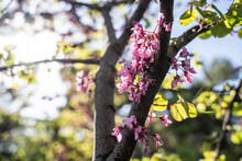 Cercis Siliquastrum Or Judas Tree, Ornamental Tree Blooming With Beautiful Deep Pink Colored Flowers In The Spring. Eastern Redbud Tree Blossoms In Spring Time. Flowers Directly On The Trunk.