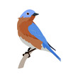 A vector illustration of a bluebird on a white isolated background.