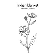 Firewheel, Or Indian Blanket, Or Sundance Gaillardia Pulchella , The Official State Wildflower Of Oklahoma