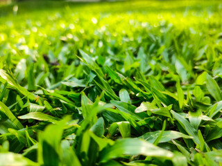 green grass background