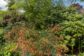 Wall Mural - Spring Flowering Pink and Yellow Flowers on a Bushy Deciduous Broom Shrub (Cytisus x boskoopii 'La Coquette') Growing in a Herbaceous Border in a Country Cottage Garden in Rural Devon, England, UK