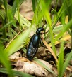 Meloe proscarabaeus , Oleica krówka beetle who can kill with cantaridine poison,  poisonous beetle 