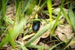 Meloe proscarabaeus , Oleica krówka poisonous beetle 