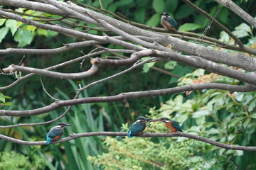 Canvas Print - common kingfisher in the forest